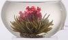 Flowering Tea Bloom in water on white background