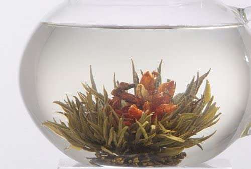 Flowering Tea Bloom in water on white background